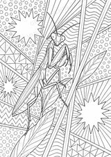 Insekten POP Art Ausmalbilder 15 Malvorlagen – Materialseite 10