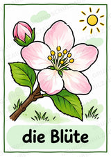 Frühling – 10 Poster & 20 Bildkarten | DIN A4 und A6 | Wortschatz, Sprachförderung, DaZ, Kita & Grundschule – Materialseite 8