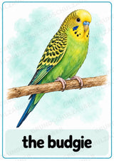 Haustiere Englisch: 10 Tierposter DIN A4 | Pets Vocabulary für den Englischunterricht – Materialseite 8