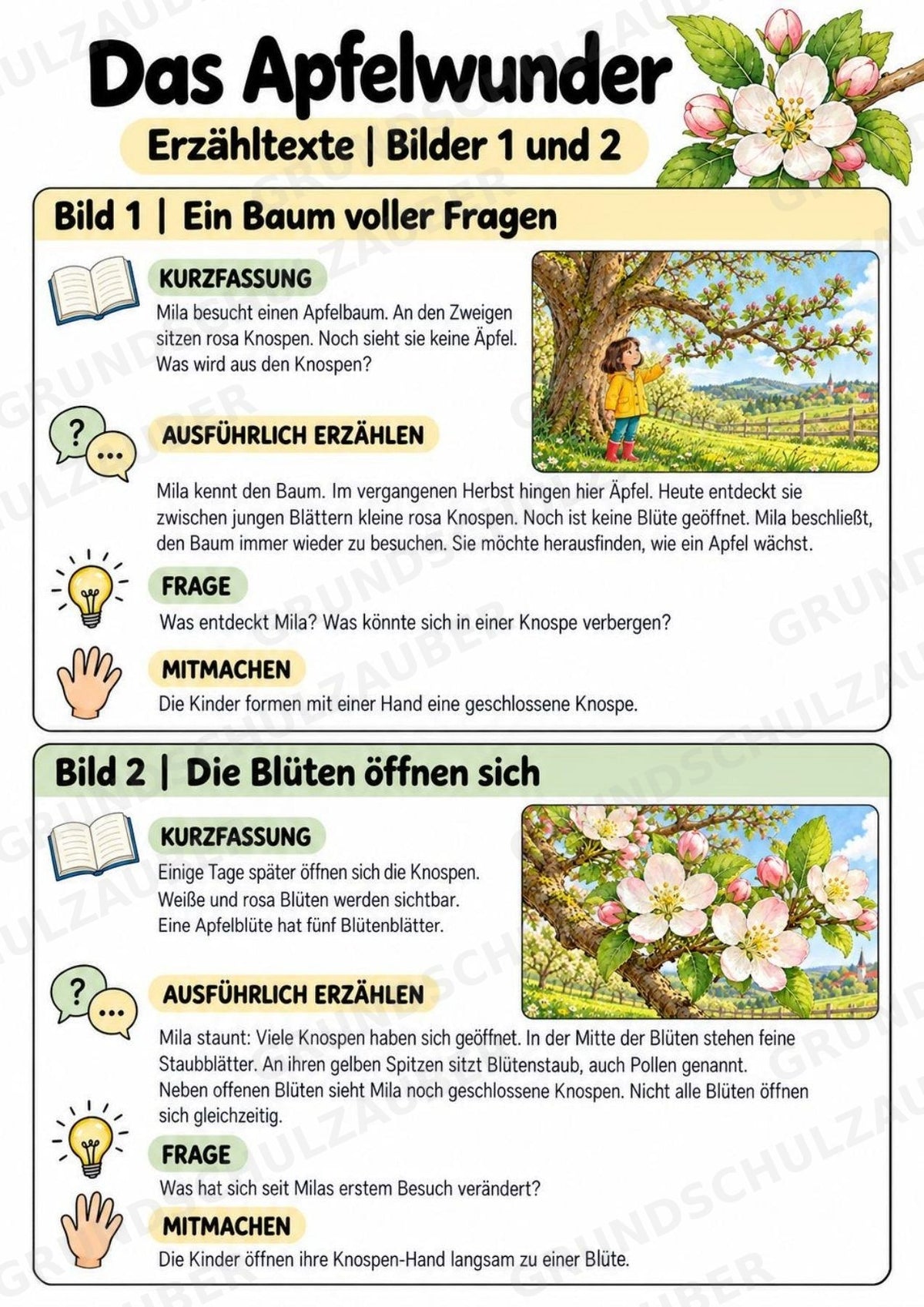 Das Apfelwunder: Kamishibai Apfel für Vorschule & Klasse 1/2 – Materialseite 16