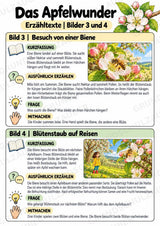 Das Apfelwunder: Kamishibai Apfel für Vorschule & Klasse 1/2 – Materialseite 17