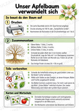 Apfelbaum XXL: Mitmachbaum zur Apfelentwicklung für Klasse 1/2 | Kamishibai – Materialseite 3