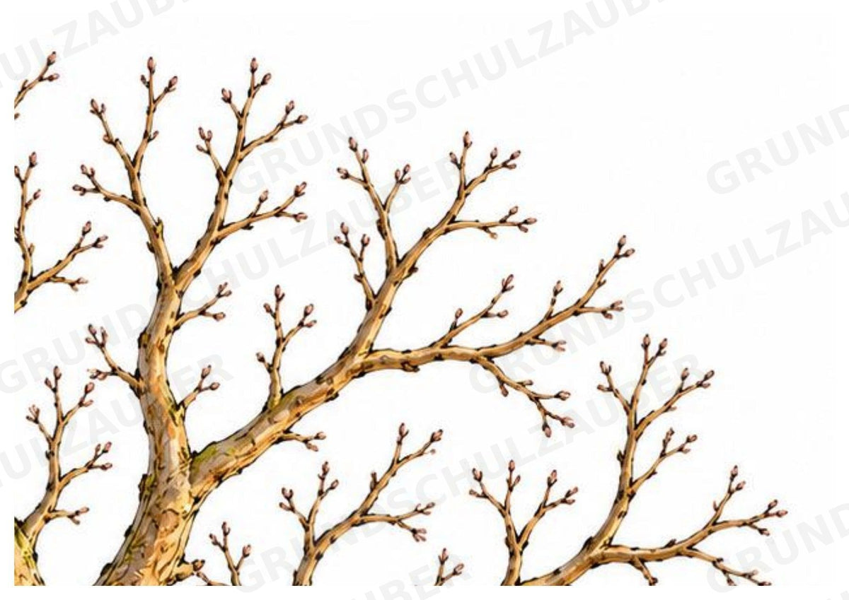 Apfelbaum XXL: Mitmachbaum zur Apfelentwicklung für Klasse 1/2 | Kamishibai – Materialseite 6
