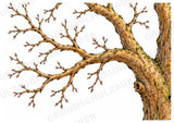 Apfelbaum XXL: Mitmachbaum zur Apfelentwicklung für Klasse 1/2 | Kamishibai – Materialseite 7