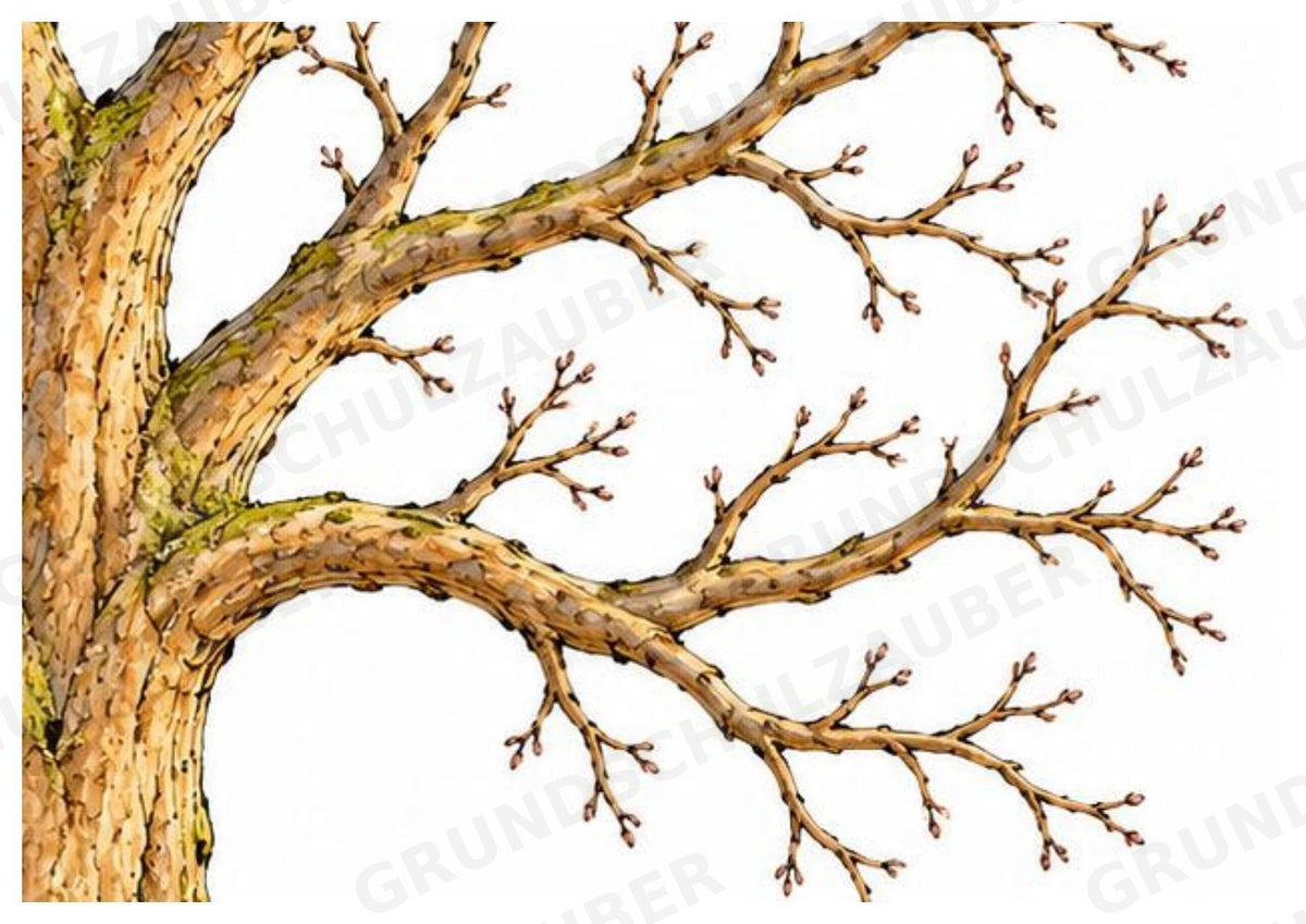 Apfelbaum XXL: Mitmachbaum zur Apfelentwicklung für Klasse 1/2 | Kamishibai – Materialseite 8