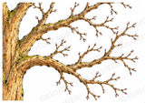 Apfelbaum XXL: Mitmachbaum zur Apfelentwicklung für Klasse 1/2 | Kamishibai – Materialseite 8