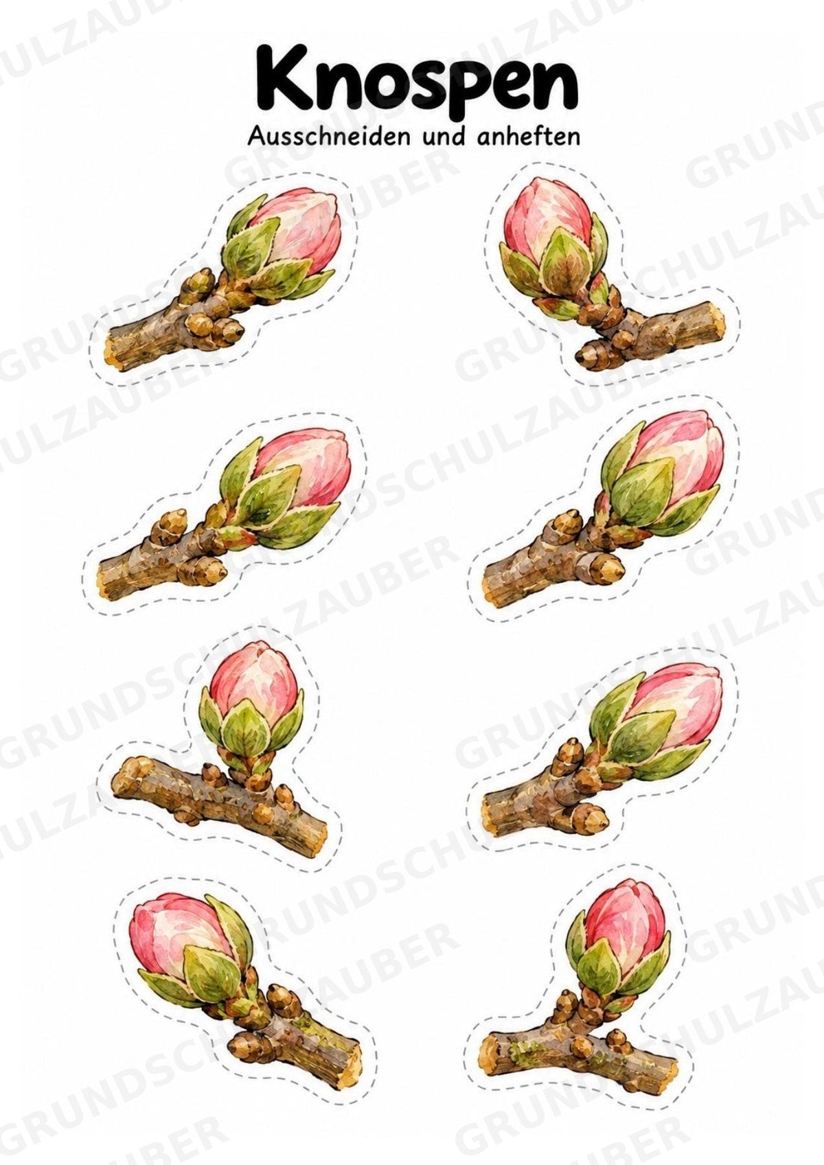 Apfelbaum XXL: Mitmachbaum zur Apfelentwicklung für Klasse 1/2 | Kamishibai – Materialseite 11