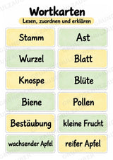Apfelbaum XXL: Mitmachbaum zur Apfelentwicklung für Klasse 1/2 | Kamishibai – Materialseite 19