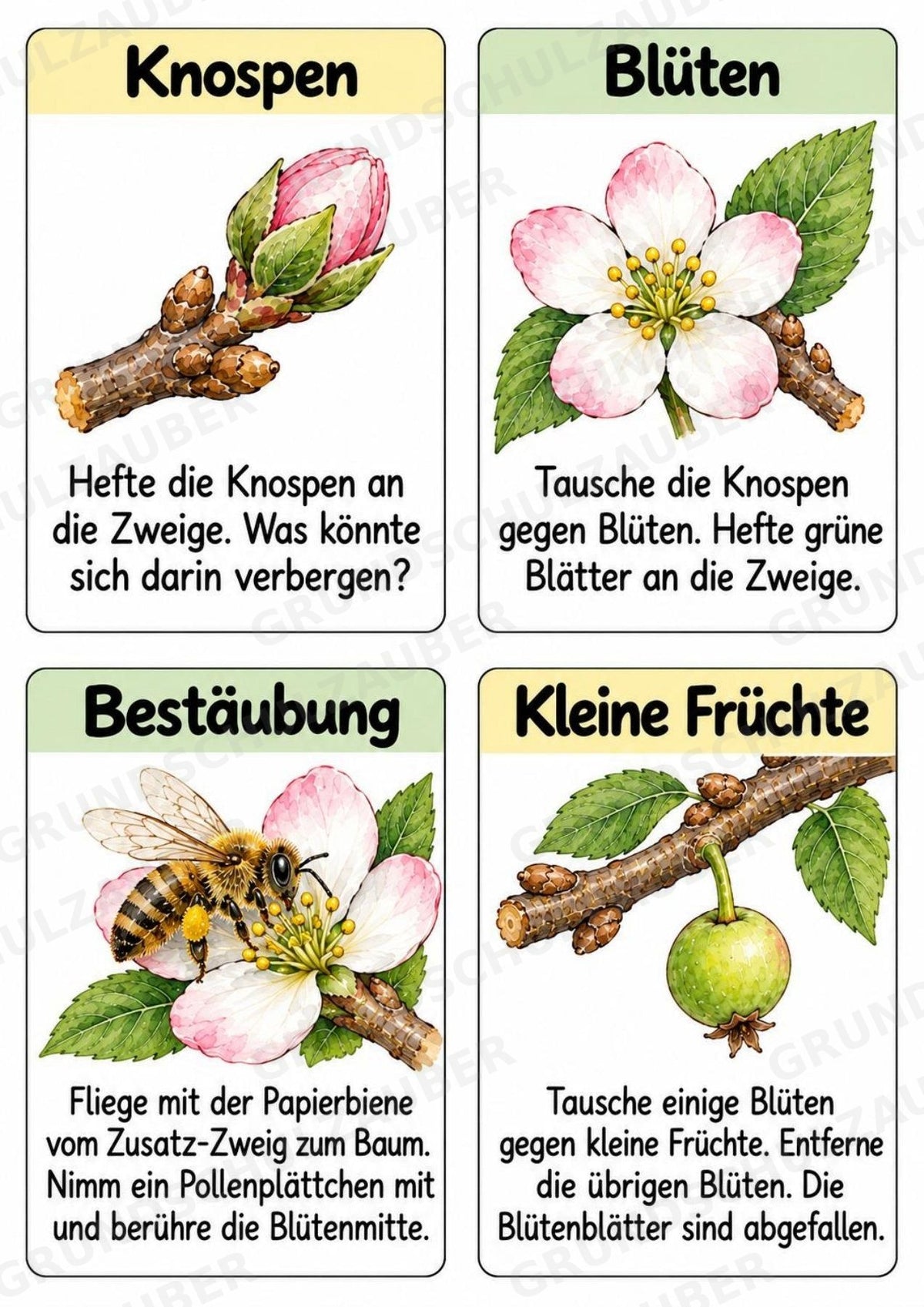 Apfelbaum XXL: Mitmachbaum zur Apfelentwicklung für Klasse 1/2 | Kamishibai – Materialseite 20