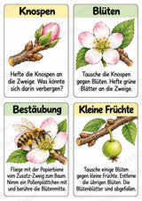 Apfelbaum XXL: Mitmachbaum zur Apfelentwicklung für Klasse 1/2 | Kamishibai – Materialseite 20