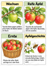 Apfelbaum XXL: Mitmachbaum zur Apfelentwicklung für Klasse 1/2 | Kamishibai – Materialseite 21