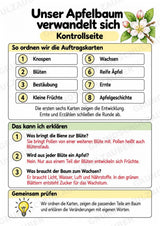 Apfelbaum XXL: Mitmachbaum zur Apfelentwicklung für Klasse 1/2 | Kamishibai – Materialseite 23