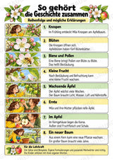 Apfeltheater basteln: Mini-Kamishibai Apfel für Klasse 1/2 | Kamishibai – Materialseite 15