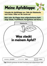 Apfel Lapbook für Klasse 1/2 – Von der Blüte zur Frucht | Kamishibai – Materialseite 5