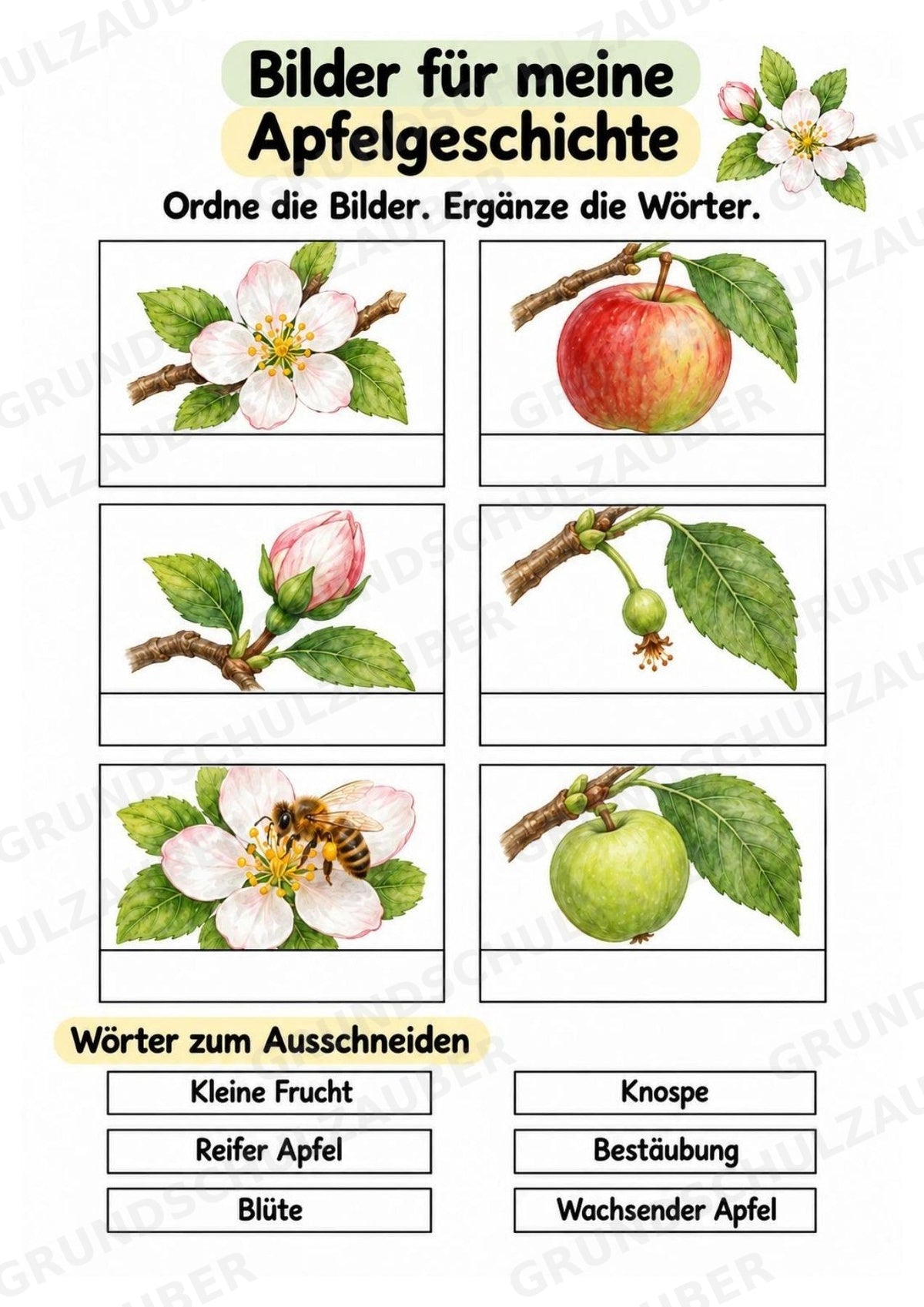 Apfel Lapbook für Klasse 1/2 – Von der Blüte zur Frucht | Kamishibai – Materialseite 7