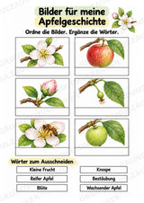 Apfel Lapbook für Klasse 1/2 – Von der Blüte zur Frucht | Kamishibai – Materialseite 7