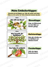 Apfel Lapbook für Klasse 1/2 – Von der Blüte zur Frucht | Kamishibai – Materialseite 8