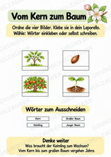 Apfel Lapbook für Klasse 1/2 – Von der Blüte zur Frucht | Kamishibai – Materialseite 11
