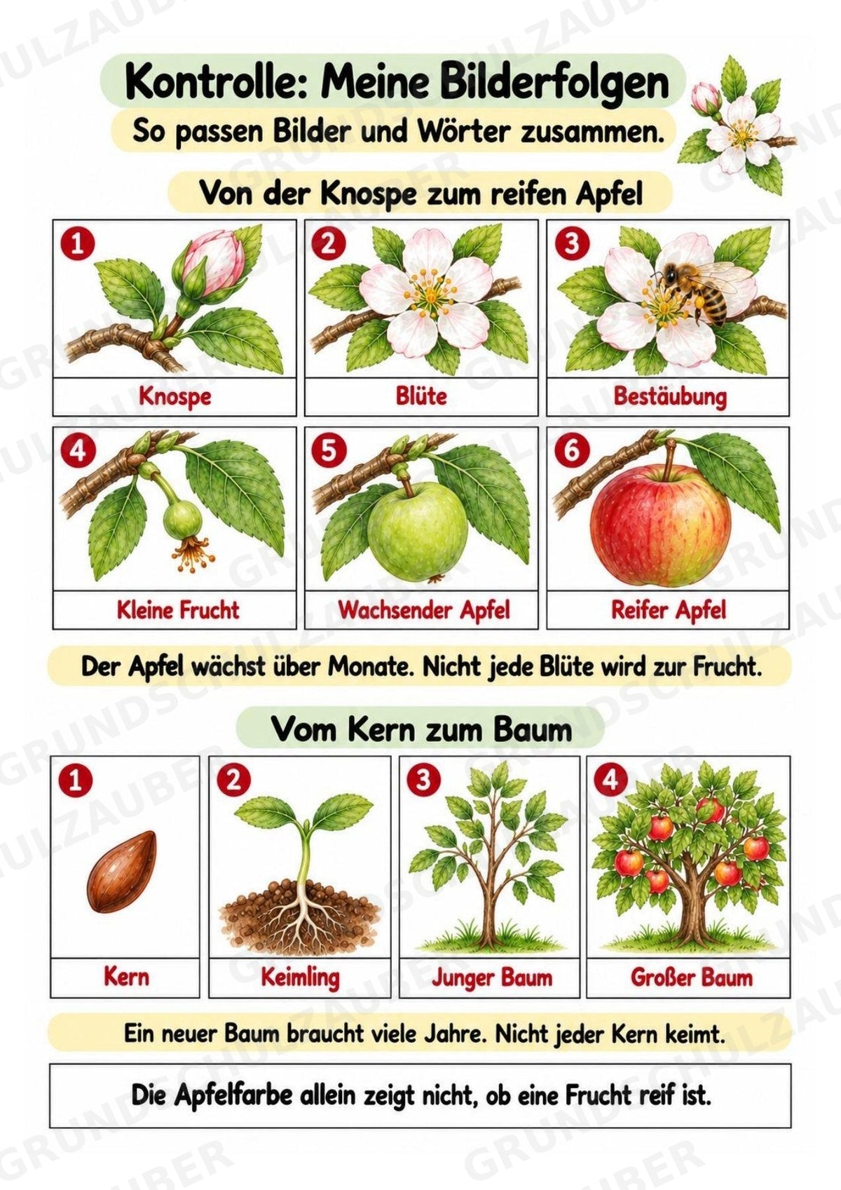 Apfel Lapbook für Klasse 1/2 – Von der Blüte zur Frucht | Kamishibai – Materialseite 13