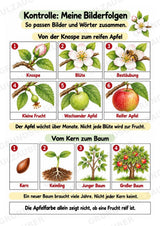 Apfel Lapbook für Klasse 1/2 – Von der Blüte zur Frucht | Kamishibai – Materialseite 13