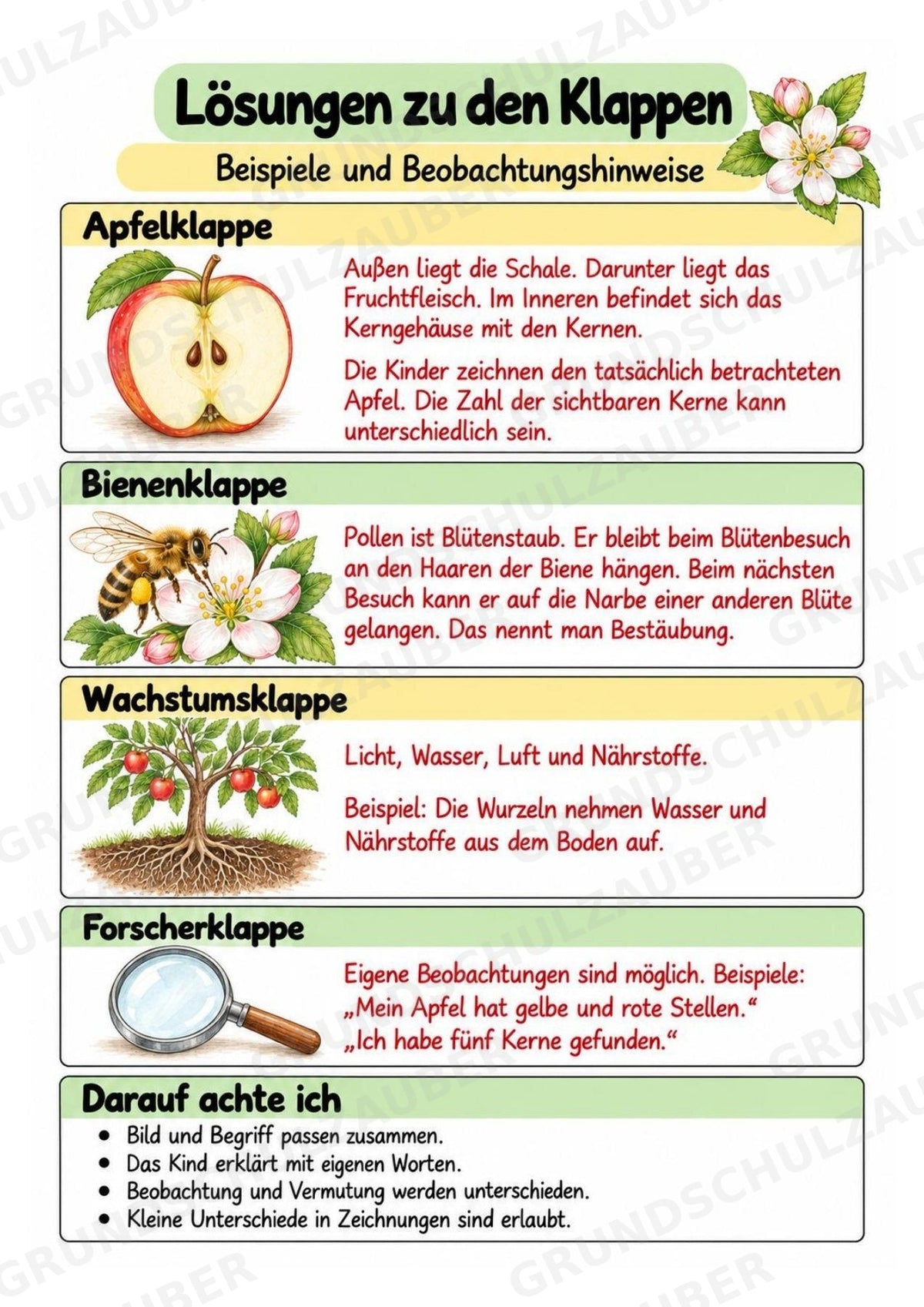 Apfel Lapbook für Klasse 1/2 – Von der Blüte zur Frucht | Kamishibai – Materialseite 14