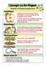 Apfel Lapbook für Klasse 1/2 – Von der Blüte zur Frucht | Kamishibai – Materialseite 14