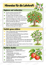 Apfel Lapbook für Klasse 1/2 – Von der Blüte zur Frucht | Kamishibai – Materialseite 15