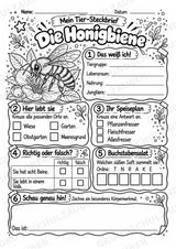 Honigbiene - Lesetext & Steckbrief | Sachunterricht Tiere Grundschule – Materialseite 4