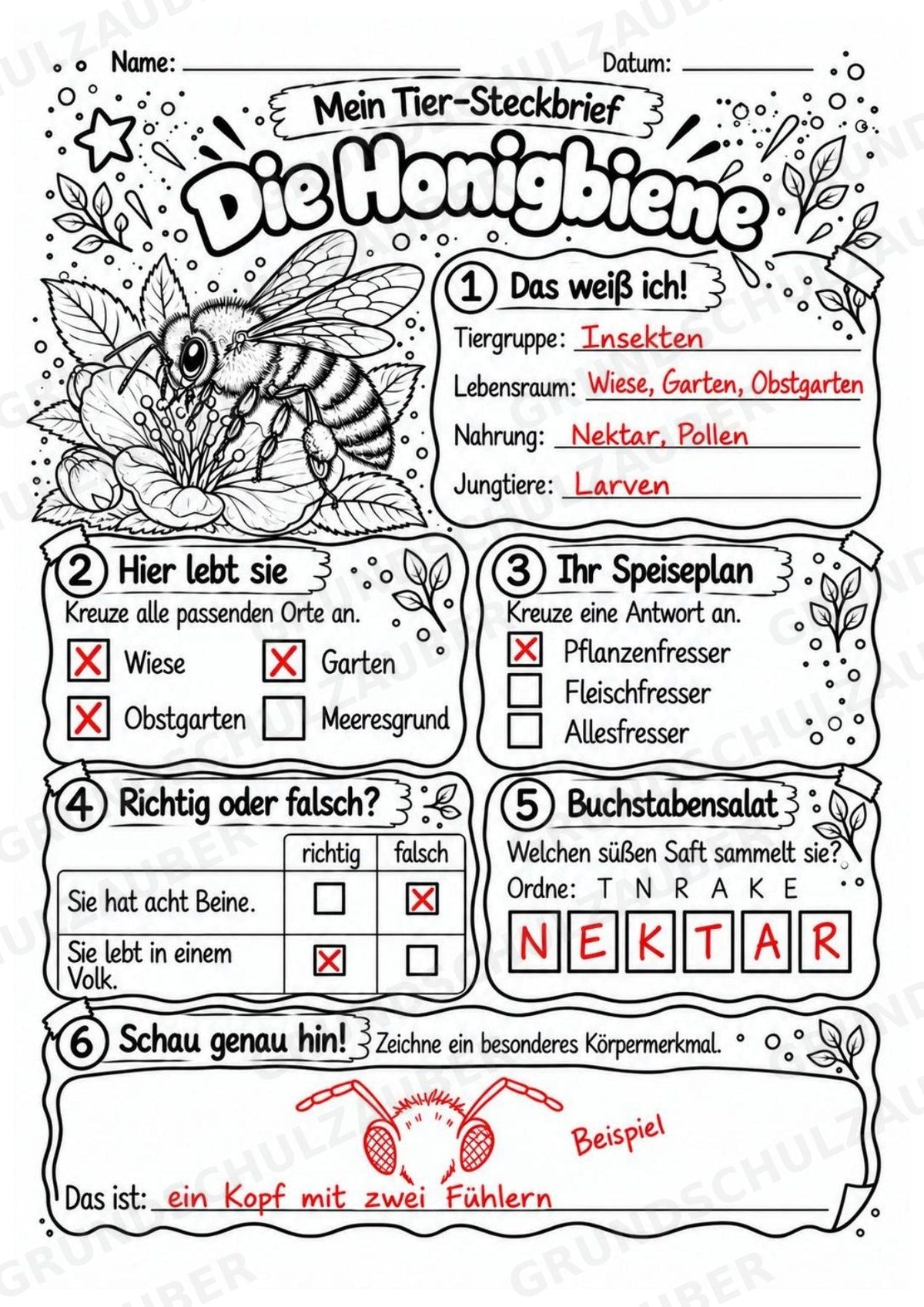 Honigbiene - Lesetext & Steckbrief | Sachunterricht Tiere Grundschule – Materialseite 5