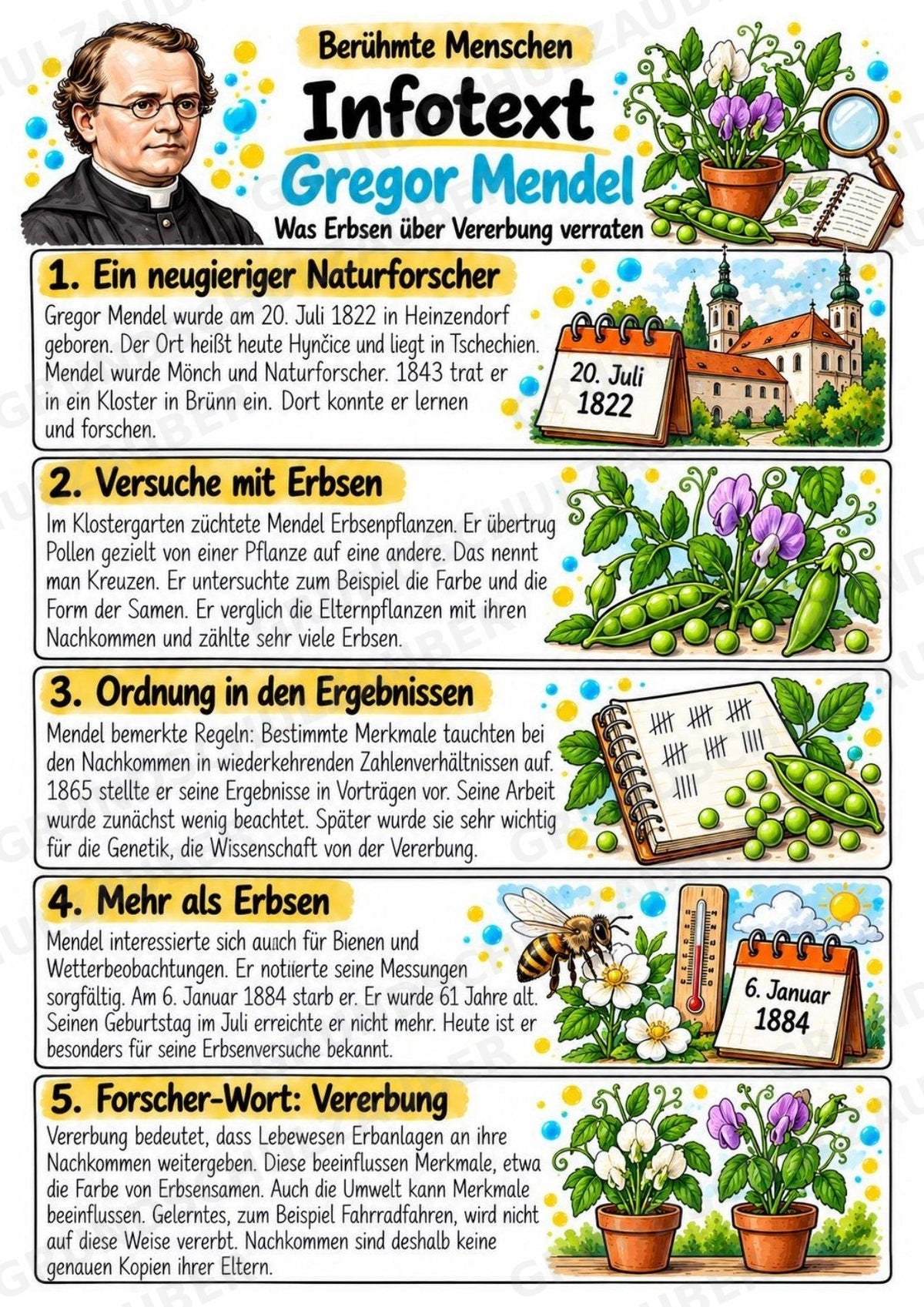 Gregor Mendel – Steckbrief & Infotext für die Grundschule | Berühmte Persönlichkeiten | Sachunterricht – Materialseite 2